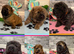 KC registered 6 outstanding adorable chow chow puppies