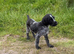 Gorgeous german wirehaired Pointer