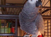 Tame African grey Glasgow