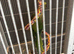 Alexandrine