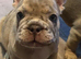 French bulldog puppies