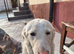 ️ SNOWY – The Beautiful Girl with the Gentle Soul ️
