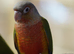 Two Tame green Cheek Conures