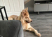 Kc female GSD