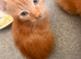 Kittens for rehome