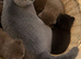 Chocolate British shorthair Male last one left