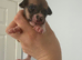 Jack Russell puppy