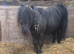 Absolutely tiny miniature horse stallion.