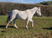 Cob x Dartmoor Stocky Gelding