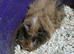 11 week old boar