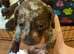 REDUCED KC miniature dachshund READY TO LEAVE NOW