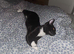 Black cat for sale