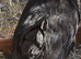 Barbu D'uccle Pullets - Black mottled and Black
