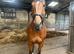 16hh 8yr Chunky tb mare for sale
