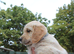 Litter of Golden Retriver puppies