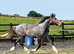 "Registered Irish Draught Yearling 4 Matching Whites" Dapple Grey Filly Young Sport Horse