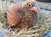 Chocolate / Yellow Pair Melueman Racing Pigeon RPRA Rung 2026