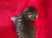 7 kittens for sale