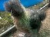 2 silkie pol hens