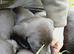 Labrador puppies