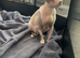 Beautiful TICA Registered Sphynx Girl
