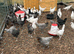 Hybrid pullets