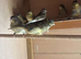 Gloster canaries for sale