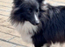 Beautiful black bi Shetland sheepdog girl