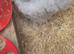 Unsexed lavender pekin