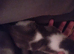 Kittens looking for there forever homes