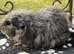 Texel girl guniea pigs