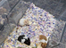 5 Baby Syrian Hamsters(Litter One)