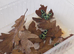 Dendrobates auratus &lsquo;Green & Black&rsquo; Dart Frogs &ndash; Juveniles &ndash; Nottingham