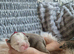 English bulldog