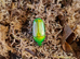 Green Emerald flower beetles
