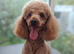 Health tested parents of beautiful cavapoos