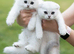 Beautiful kittens ready for their forever home
