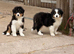Quality Australian Shepherd Puppies