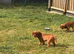 Stunning litter of Ruby boys