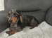 Miniature dapple dachshund