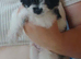 Black and white boy Pomeranian