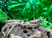 Flame Moroccan Uromastyx at Birmingham Reptiles