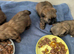 3 x shih Tzu puppies