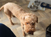 2 year old mix poodle