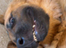1Year old male gsd x mastiff