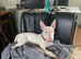 Absolutely Gorgeous in every way 11 months old English Bull Terrier with Kennel Club 5 generation certificate, loads of champions, his dad was a champ