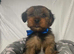 Must s@@ 2 absolutely beautiful Yorkshire terrier pups