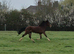 Welsh Section D Filly