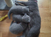 Pure breed British short hair kittens