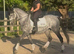 Beautiful all rounder Mare for sale